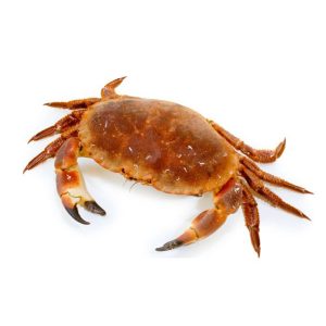 crab