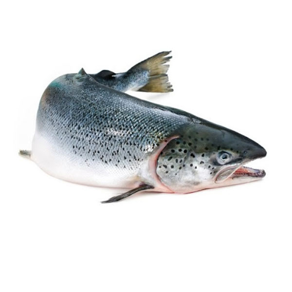 trout صادرات ماهی سالمون