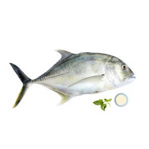 African-pompano