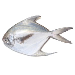 Silver-pomfret