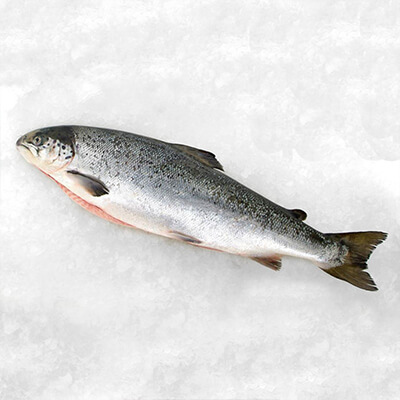 صادرات ماهی سالمون-Salmon export