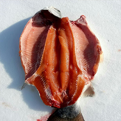 ماهی سالمون- Salmon export
