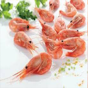 صادرات میگو - وارنا تجارت اوراسیا | Shrimp export