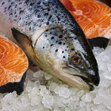 Export of Iranian salmon|ماهی سالمون ایرانی