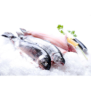 ماهی قزل آلا|Export of fish from Iran to the world