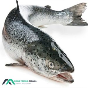 Trout export to Oman
