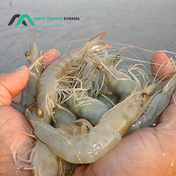 صادرات میگو به چین|Exporting shrimp to China