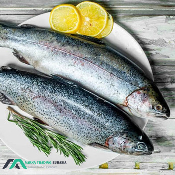 تفاوت ماهی سالمون و قزل آلا|The difference between salmon and trout