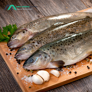 تفاوت ماهی سالمون و قزل آلا|The difference between salmon and trout