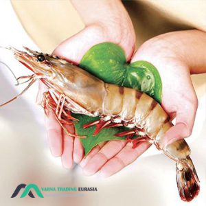 صادرات میگو ایرانی با وارنا